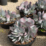 Kotyledón okrúhlolistý (Cotyledon orbiculata) ´KAROO´ - výška 20-30 cm, kont. C20L - OKRASNÝ KVETINÁČ